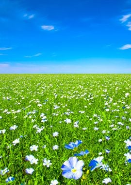 Chamomile Flowers Against