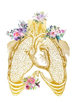 Human heart and lungs