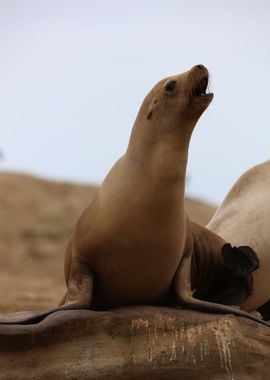 California sea lion