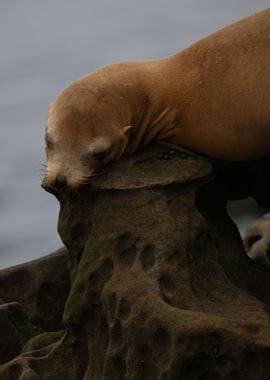 California sea lion