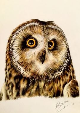 Owl