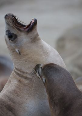 Califorina Sea Lion