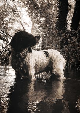 English Springer Spaniel