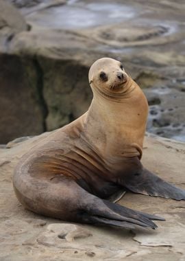 California sea lion