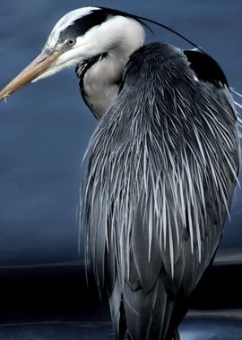 Heron Back