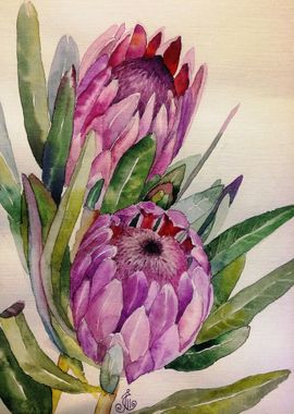 Protea