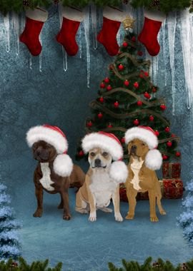 Dogs with christmas hat