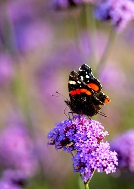 Butterfly On A Flower