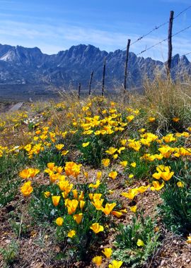 April at Aquirre Springs