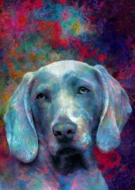 Dog Weimaraner