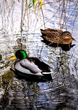 Two Mallard Ducks