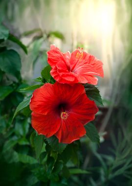 red hibiscus in garden