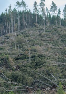 devastation after hurrican