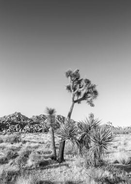 Joshua Tree National Park 