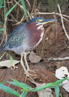 Green Heron