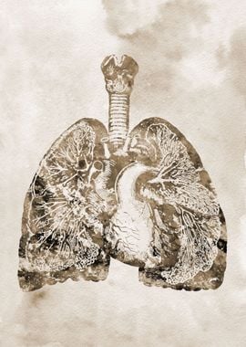 Lungs and Heart 