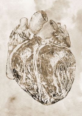 Heart section