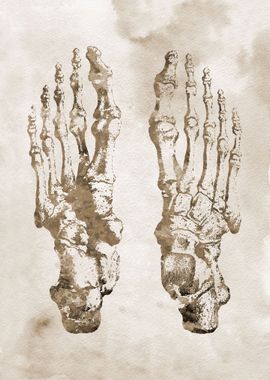 Foot Bones