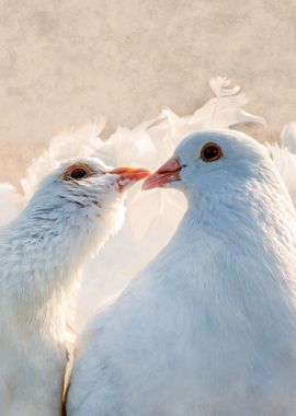 Romantic Dove Birds