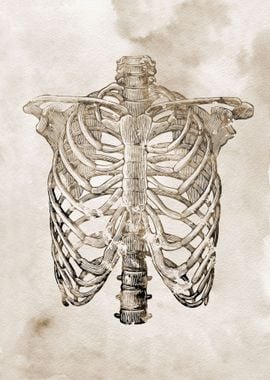 Rib Cage