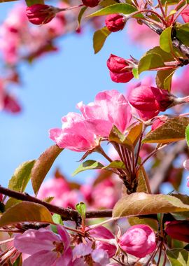 Cool Crab Apple Flowers