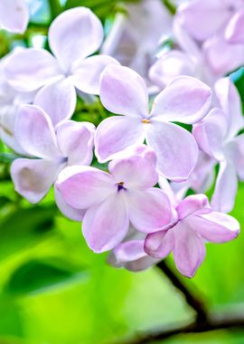 Young Lilac Flowers