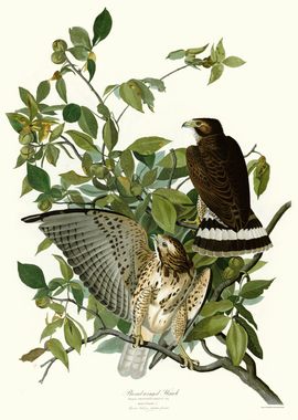  Broad winged Hawk