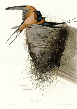 Barn Swallow