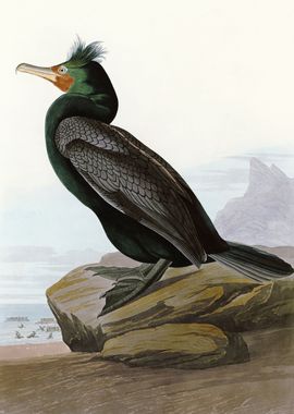  Double crested Cormorant