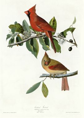  Cardinal Grosbeak