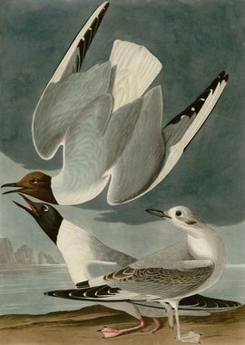  Bonapartian Gull