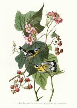  Black  Yellow Warblers