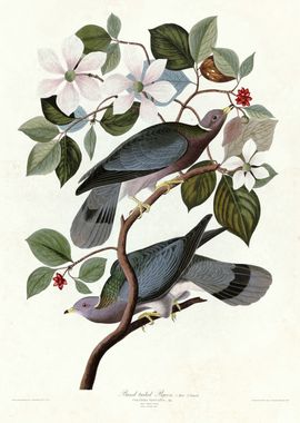  Band tailed Pigeon