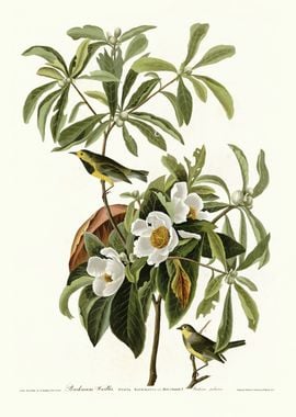 Bachmans Warbler