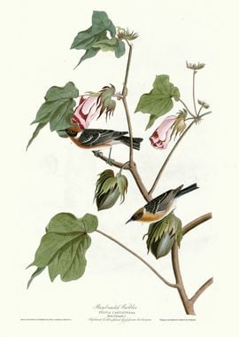 Bay breasted Warbler