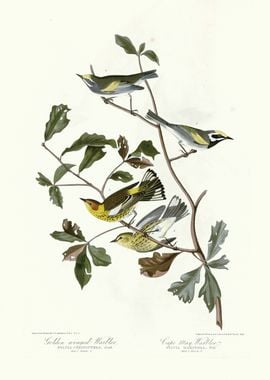  I Golden winged Warbler 