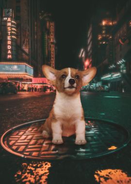 Dog in the City