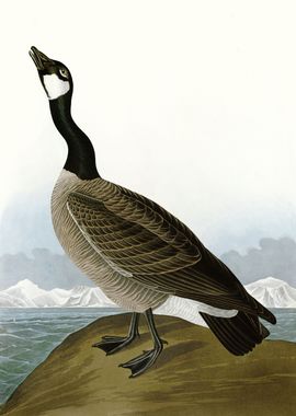  Hutchinss Barnacle Goose