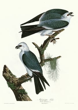  Mississippi Kite