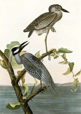  Yellow Crowned Heron