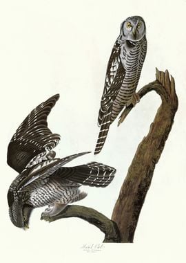  Hawk Owl