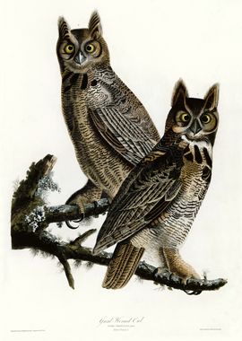  Great Horned Owl