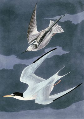  Lesser Tern