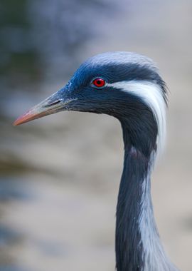 Demoiselle Crane