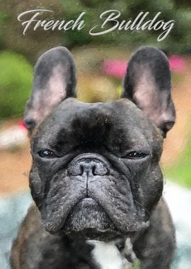 French Bulldog