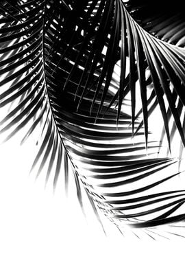 Palm Leaves Black White 1