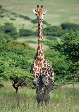 Giraffe standing tall