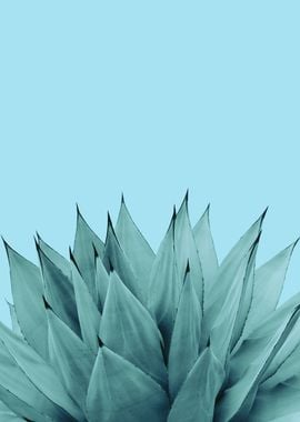 Agave Vibes 6