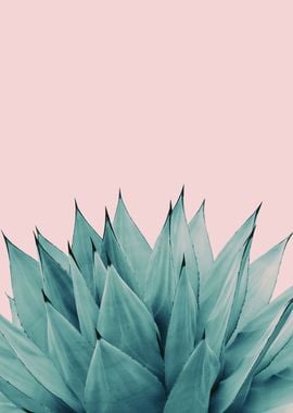 Agave Vibes 5 