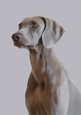 Weimaraner